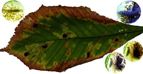 Réf. 190 216 : Cameraria ohridella